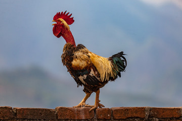 Colorful Rooster