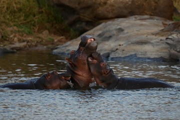 Fototapeta na wymiar Hippos fight in the beautiful nature habitat, this is africa, african wildlife, endangered species, green lake