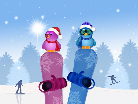 birds on snowboard in winter