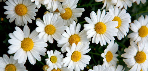 Fototapeta premium Macro of beautiful white daisies flowers.