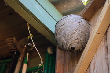 Empty wasp's nest stuck to the wooden door of the shed - obrazy, fototapety, plakaty