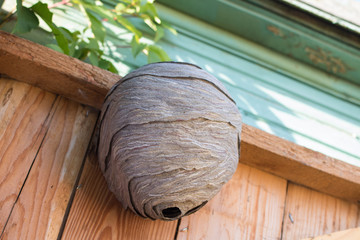 Empty wasp's nest stuck to the wooden door of the shed, close up