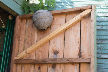 Empty wasp's nest stuck to the wooden door of the shed