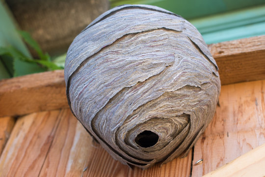 Empty wasp's nest stuck to the wooden door of the shed, close up