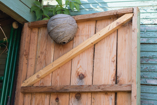 Empty wasp's nest stuck to the wooden door of the shed