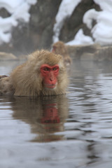 Fototapeta premium Japanese Snow Monkey in hot spring onsen bath
