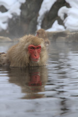 Japanese Snow Monkey in hot spring onsen bath