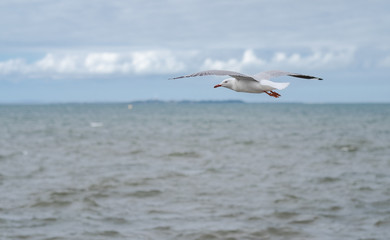 Fototapeta na wymiar Seagull beach bird