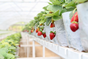 Strawberry farm in the greenhouse at Samoeng, Chiangmai, Thailand.