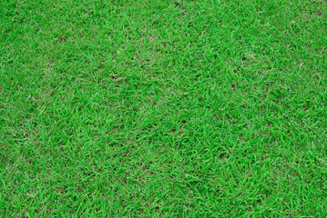 green grass field for backgrond