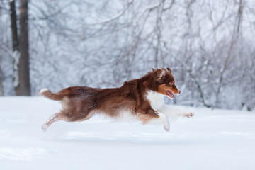 Dog breed Australian Shepherd, Aussie,