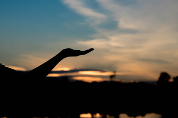 silhouette of woman hands with sunset light