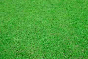 green grass field for backgrond