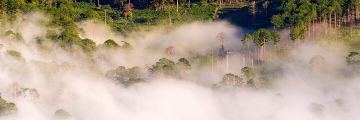 Fog over mountain and forest on sunrise