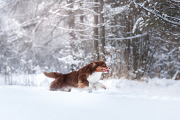 Dog breed Australian Shepherd, Aussie,