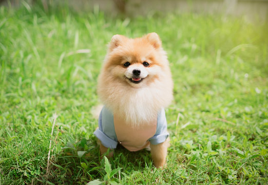 Dog pomeranian spitz smiling furry coat sitting in a park.
