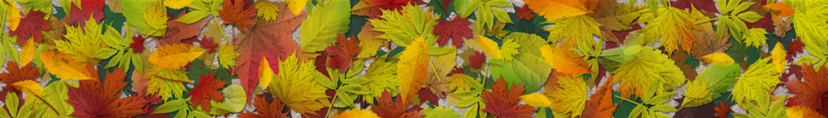 Autumn background. autumn leaves. banner.