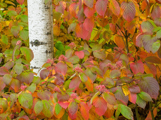 Fototapeta premium 614-37 Birch and Pagoda Dogwood Leaves