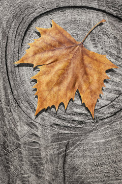 Dray Maple Leaf On Rotten Cracked Stump Background