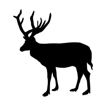 Black silhouette of deer on white background. Vector illustration.