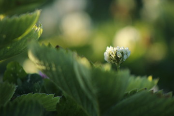 Fleur de trèfle blanc
