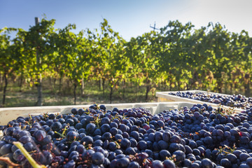 Grape harvest in a vineyard. Blue sky background 