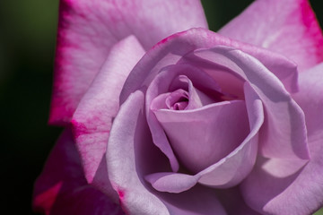 Pink rose close up.