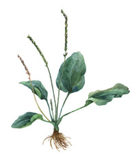 Plantain. Botanical illustration. Hand drawn watercolor painting on white background.