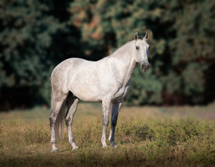 Obraz premium Gray horse stay on the trees background