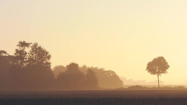 Agrarlandschaft mit B&auml;umen im Nebel bei Sonnenaufgang