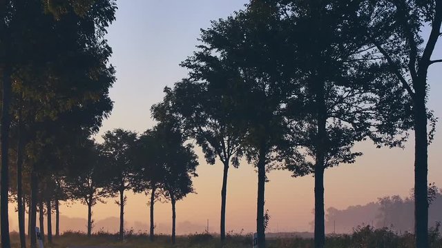 Baumallee im Nebel vor Sonnenaufgang