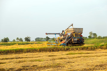 Obraz premium harvesters harvesting rice in gold fields