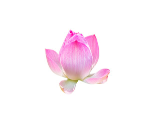 Obraz na płótnie Canvas Pink lotus bloom symbol of purity on white background