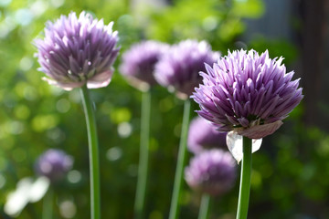 Chive flowers closeup