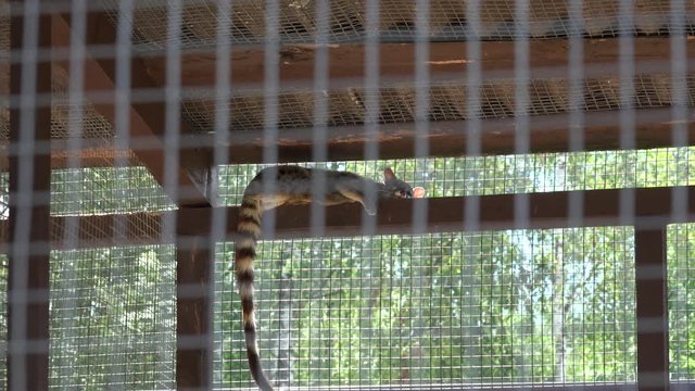 common genet genetta animal lie high on zoo cage. Zoom out.