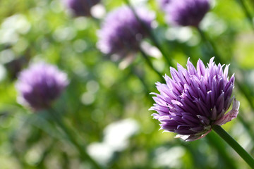 Chive flowers in the garden