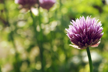 Chive flower in the garden