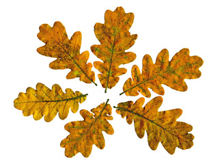 Шесть желтых дубовых осенних листьев расположена по кругу на белом фоне.