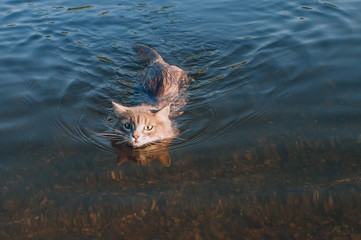 gray mustache cat floating on the river