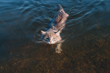 gray mustache cat floating on the river