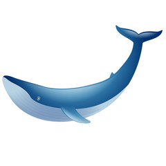 Blue whale marine mammal