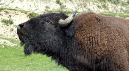 North American Bison