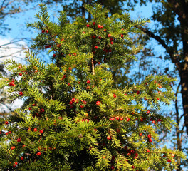 Yew tree (Taxus baccata) with red berries