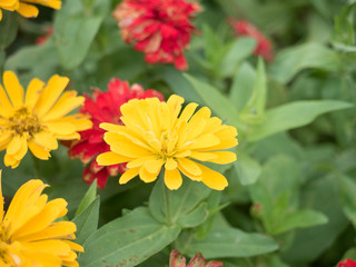 Beautiful flowers in garden