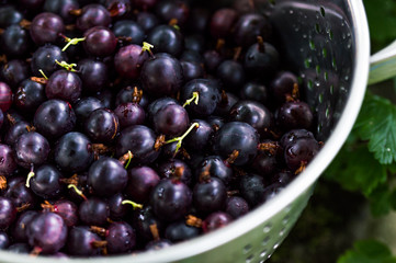 Black Gooseberries freshly picked from the bush.