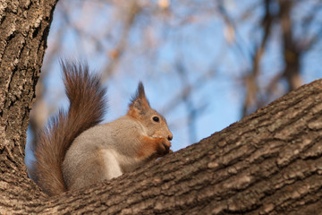 Squirrel on a thick branch of a tree