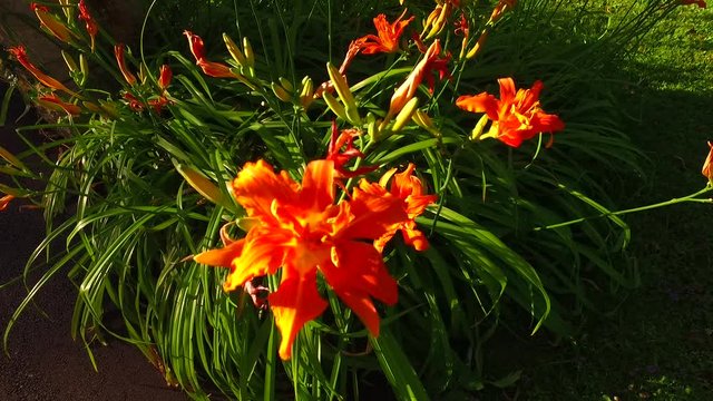 Beautiful light around of wild lily with vivid orange petals.