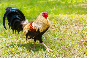 2017 Chinese New Year of the Cock / Rooster. Celebration backgro