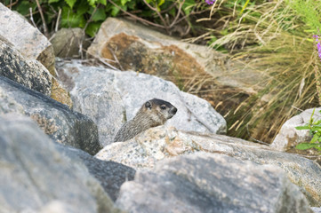 Foraging groundhog pauses to reconnoiter