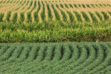 Soybean and corn field